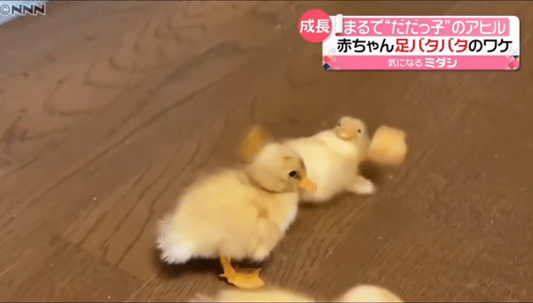 1622946007.gif : 치킨사진먼저 올린다 1622946007.gif : 치킨사진먼저 올린다