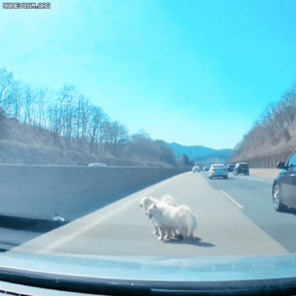 0003821392_002_20240311104011433.gif : 고속도로 댕댕줍 0003821392_002_20240311104011433.gif : 고속도로 댕댕줍