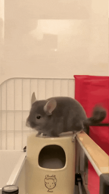 1672795437621.gif : 친칠라의 습관 1672795437621.gif : 친칠라의 습관