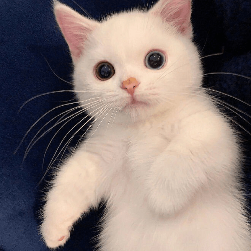 eeca5b01bf77c7e219d70b048c5fe059.png : 네흥이 기상맨이야 eeca5b01bf77c7e219d70b048c5fe059.png : 네흥이 기상맨이야