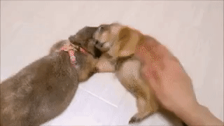 1675619541869.gif : 쓰다듬는 걸 좋아하는 프레리독 1675619541869.gif : 쓰다듬는 걸 좋아하는 프레리독