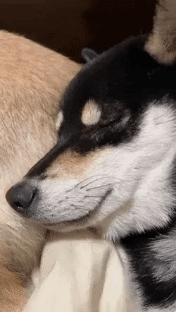 1678589645156.gif : 네흥이들 다 자니? 1678589645156.gif : 네흥이들 다 자니?