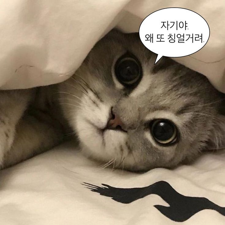 18e4af47ef758a458.jpeg : 게임 안되네 18e4af47ef758a458.jpeg : 게임 안되네