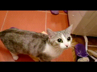 1575200262.gif : 난 넹이키울래 1575200262.gif : 난 넹이키울래