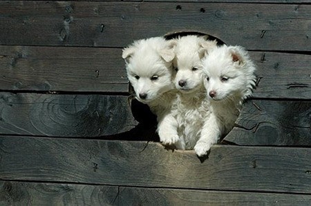 ESCLIEN_28eeb94af672ea.jpg : 집근처에 돈부리 존나 싸고 잘하는데 있었는데 ESCLIEN_28eeb94af672ea.jpg : 집근처에 돈부리 존나 싸고 잘하는데 있었는데