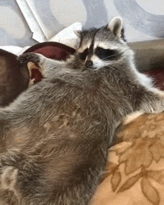 1553280219.gif : 극락에 간 네흥이 1553280219.gif : 극락에 간 네흥이