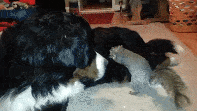1553279902.gif : 모찌를 숨기는 네흥이 1553279902.gif : 모찌를 숨기는 네흥이