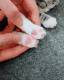 8ef5f633841dd297c2cb266520b99f97.gif : 완빤만 OVA재밋네 ㅋㅋㅋ 8ef5f633841dd297c2cb266520b99f97.gif : 완빤만 OVA재밋네 ㅋㅋㅋ