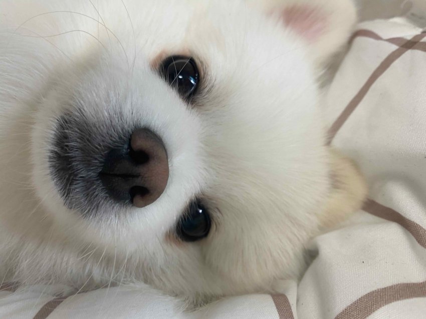 1616118979.jpg : 누워서 네오하는 네흥이 셀카 1616118979.jpg : 누워서 네오하는 네흥이 셀카