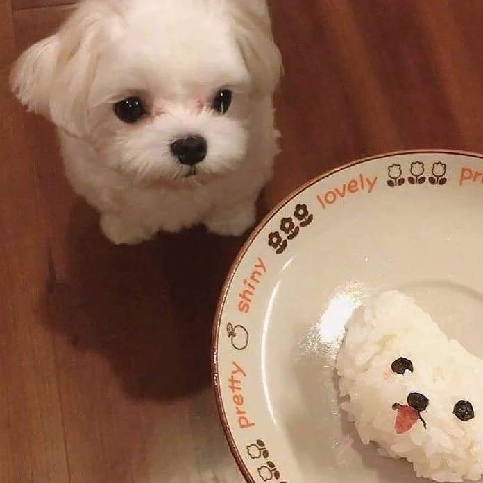67874185_2465283786889363_8764003298609987584_n.jpg : 내 친구 먹을거에요? 67874185_2465283786889363_8764003298609987584_n.jpg : 내 친구 먹을거에요?