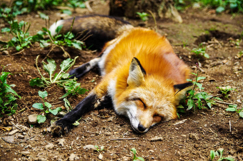 animal-957383_1920.jpg