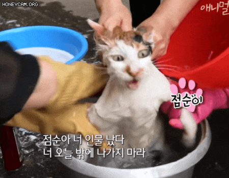 1627177345.gif : 이짤 왤케 웃기냐 1627177345.gif : 이짤 왤케 웃기냐