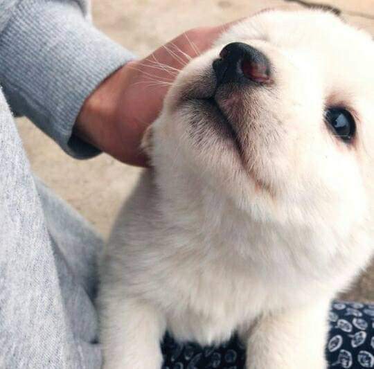 68343505_2493582010872313_5027005980106293248_n.jpg : 넹이 유부초밥 만들었어 68343505_2493582010872313_5027005980106293248_n.jpg : 넹이 유부초밥 만들었어