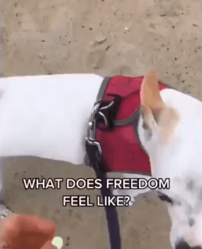 1682357339838.gif : 봉인해제 1682357339838.gif : 봉인해제