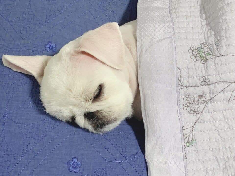 67503239_2346938545523741_9188284108256575488_n.jpg : 잘자는 네흥이 67503239_2346938545523741_9188284108256575488_n.jpg : 잘자는 네흥이