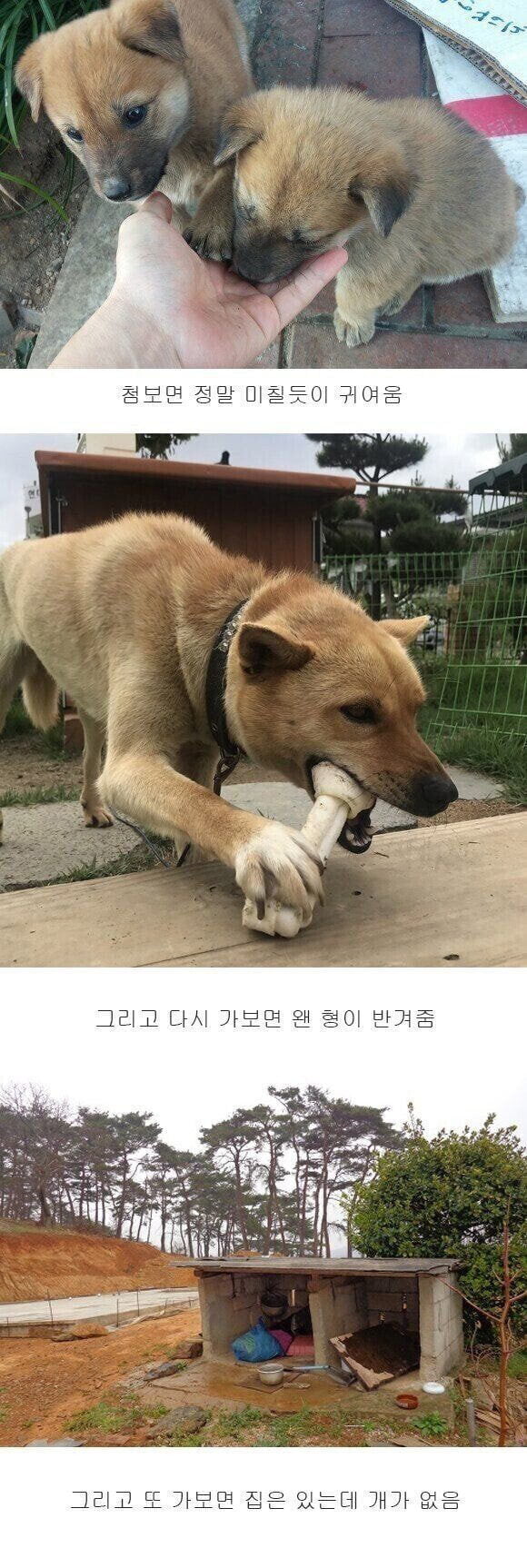 02270027020220328daecbea7-5cbc-4a7f-b70d-c1240c5e1514.jpg : 시골개 특 02270027020220328daecbea7-5cbc-4a7f-b70d-c1240c5e1514.jpg : 시골개 특