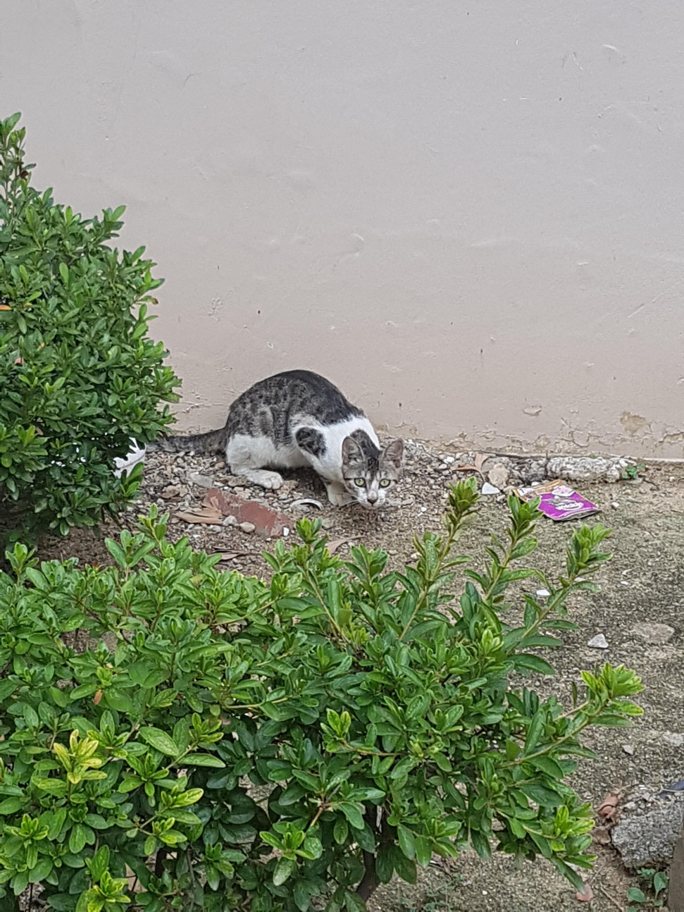 20190814_165707.jpg : 냥파스~~ 20190814_165707.jpg : 냥파스~~