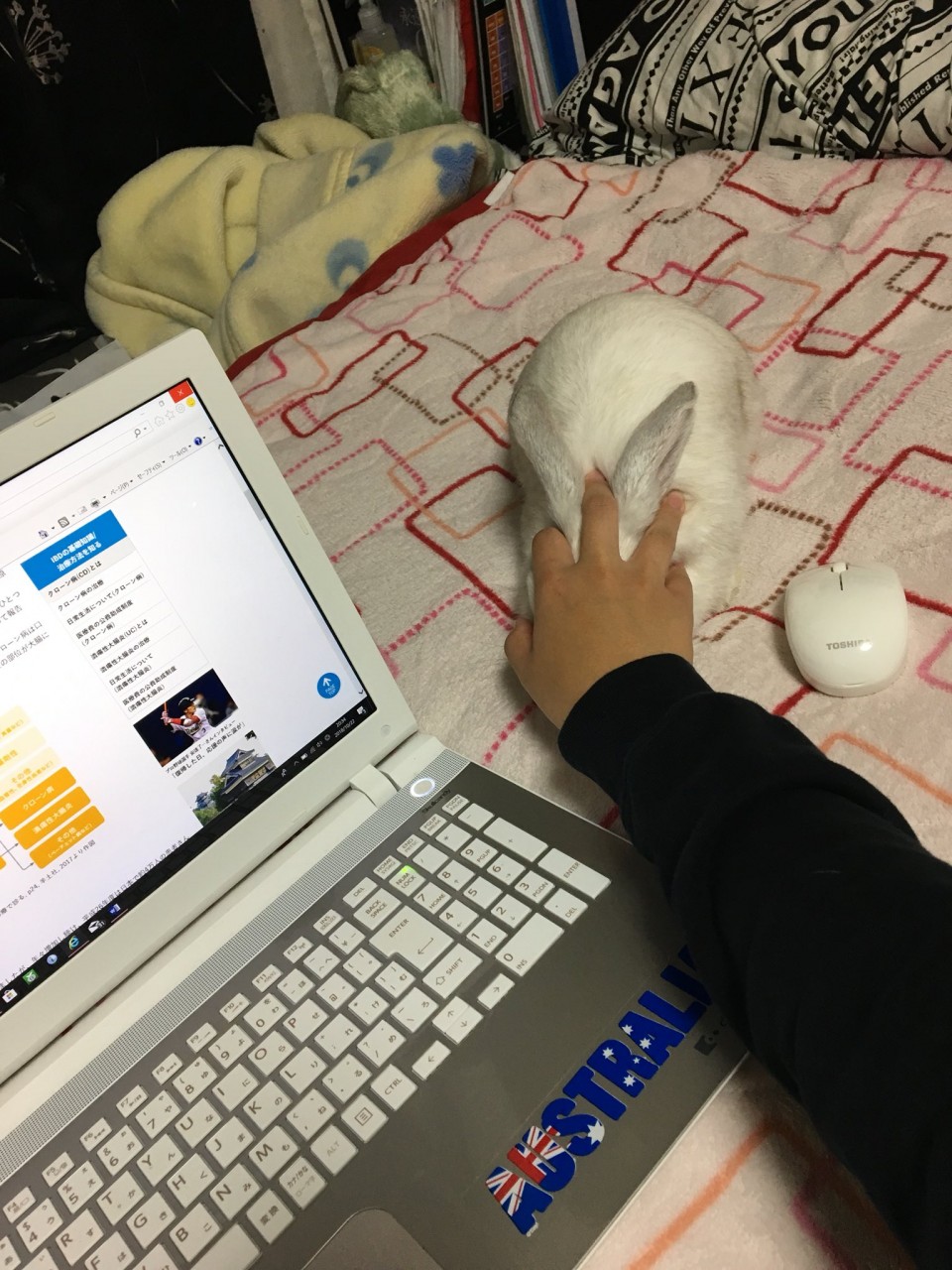 IMG_20181112_130833.jpg : 왠지 마우스가 크고 보들보들하다 IMG_20181112_130833.jpg : 왠지 마우스가 크고 보들보들하다