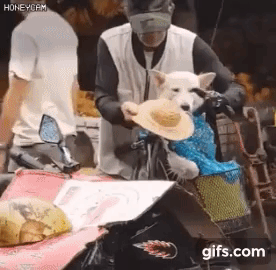 1682357063513.gif : 비오는 날 개랑 시장에 나오신 할아부지 1682357063513.gif : 비오는 날 개랑 시장에 나오신 할아부지