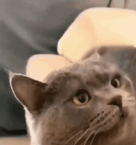 1671914053429.gif : 삐진 냥 1671914053429.gif : 삐진 냥