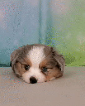 76C29963-85F3-4BC2-9D38-4E0A0D9C1BDB.gif : 왜 오르노 ㅋㅋㄱㅋ 76C29963-85F3-4BC2-9D38-4E0A0D9C1BDB.gif : 왜 오르노 ㅋㅋㄱㅋ