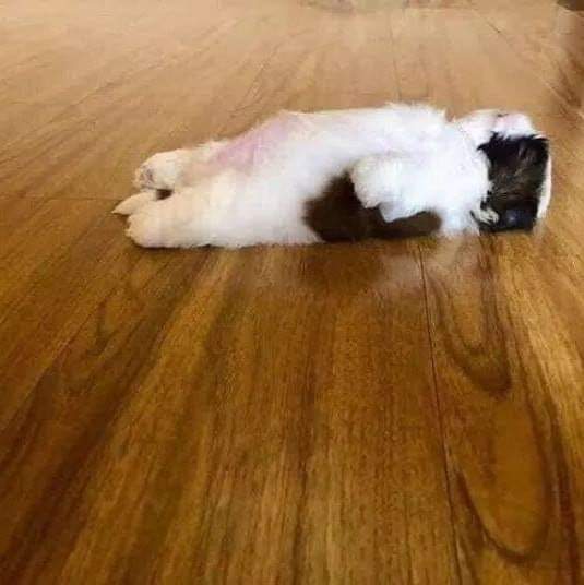 55939987_346504475991261_8823056255661637632_n.jpg : 잠자는 네흥이 55939987_346504475991261_8823056255661637632_n.jpg : 잠자는 네흥이