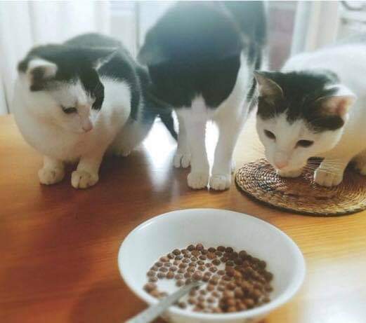 43590275_295964497682465_2577349409780006912_n.jpg : 고양이 사료를 우유에 말아먹는 집사