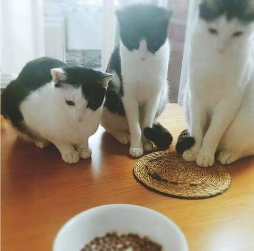 44670742_295964494349132_3020144685273317376_n.jpg : 고양이 사료를 우유에 말아먹는 집사