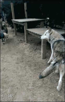 1663196491628.gif : 아따 늑대 크네 1663196491628.gif : 아따 늑대 크네