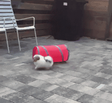 1690995864-2.gif : 강아지들은 왜 이렇게 이쁠까