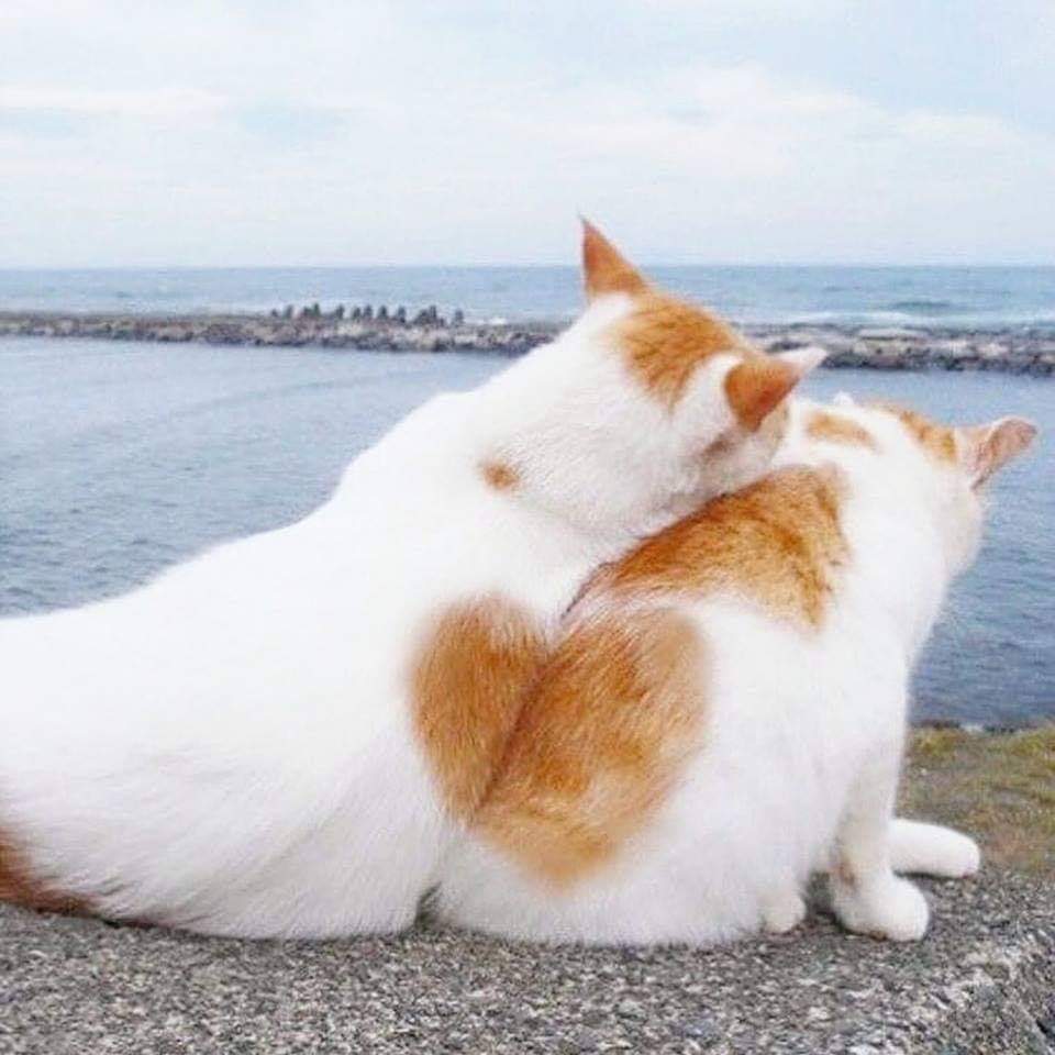 54731302_345218976119811_8537624922581630976_n.jpg : 네망슬퍼냥이 54731302_345218976119811_8537624922581630976_n.jpg : 네망슬퍼냥이