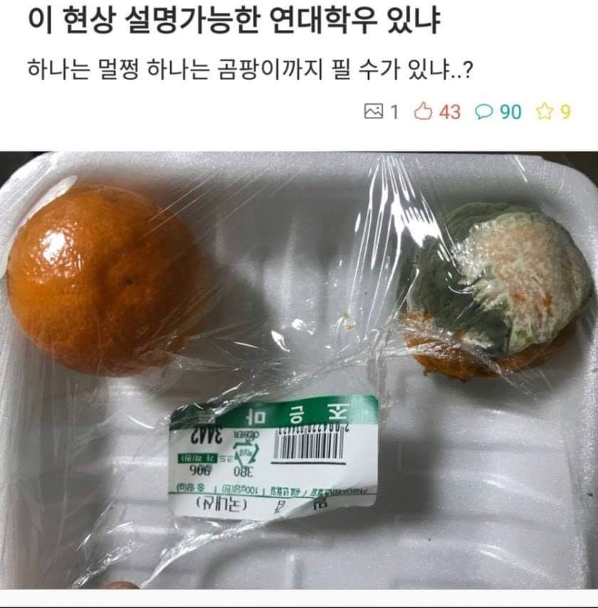 46131362_624158497999506_6672282645533032448_n.jpg : 연대 귤 논란 46131362_624158497999506_6672282645533032448_n.jpg : 연대 귤 논란