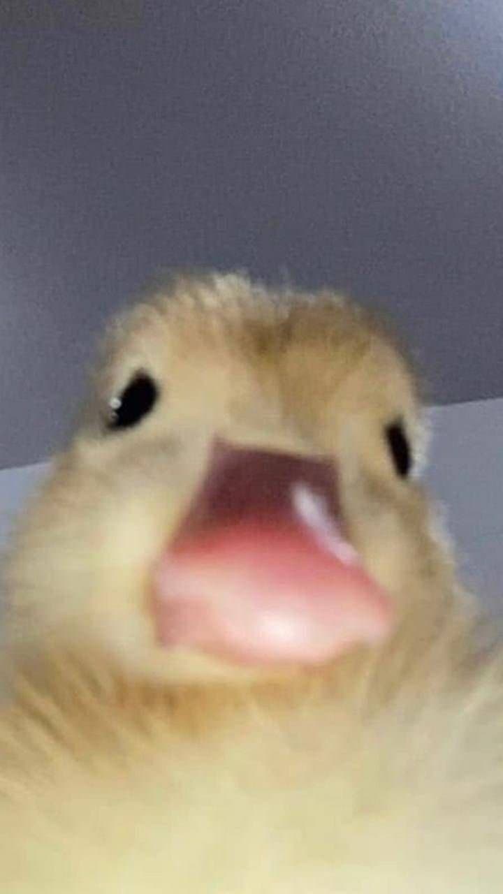 1643346881.jpg : 배고푸당 1643346881.jpg : 배고푸당