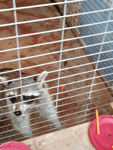20201031_170623_1.gif : 네흥구리 20201031_170623_1.gif : 네흥구리