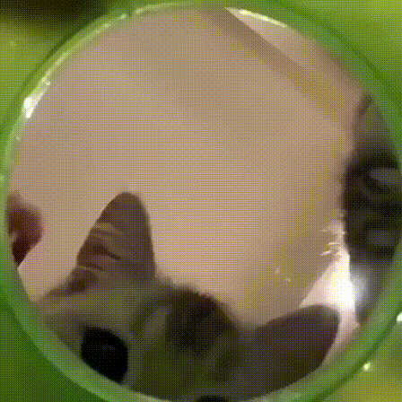 6429DD45-1F92-4BCD-85D1-85A1C4735A2C.gif : 고양이 6429DD45-1F92-4BCD-85D1-85A1C4735A2C.gif : 고양이