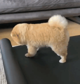 1676422589153.gif : 네흥이등 스트레칭 하자~ 1676422589153.gif : 네흥이등 스트레칭 하자~