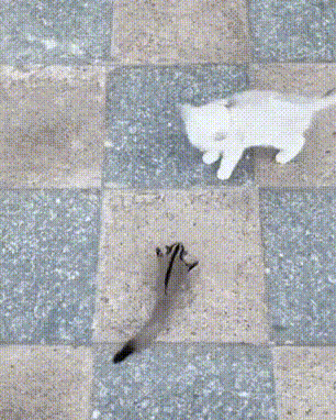 1706883171842.gif : 음... 1706883171842.gif : 음...