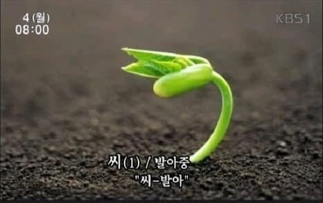 1578804138.jpeg : 네흥 씨 발아 1578804138.jpeg : 네흥 씨 발아