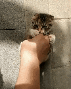 1671310055282.gif : 우르르르 까꿍 1671310055282.gif : 우르르르 까꿍