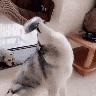 1563865576742.gif : 아 의자 목 뿌러진거 은근불편하네 1563865576742.gif : 아 의자 목 뿌러진거 은근불편하네