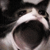 d100c388-801f-53ad-a509-f59d2b4a61f8.gif : 쥣같은 캬루콘 d100c388-801f-53ad-a509-f59d2b4a61f8.gif : 쥣같은 캬루콘