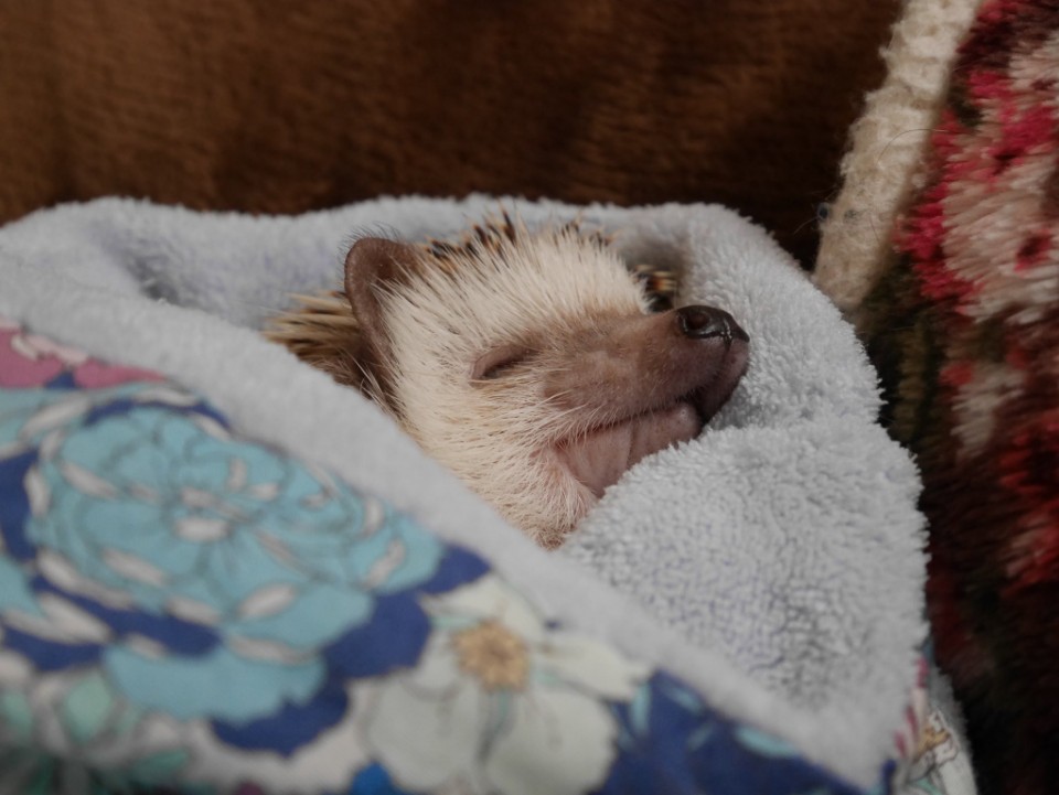1535299213324.jpg : 네흥이 졸려 1535299213324.jpg : 네흥이 졸려