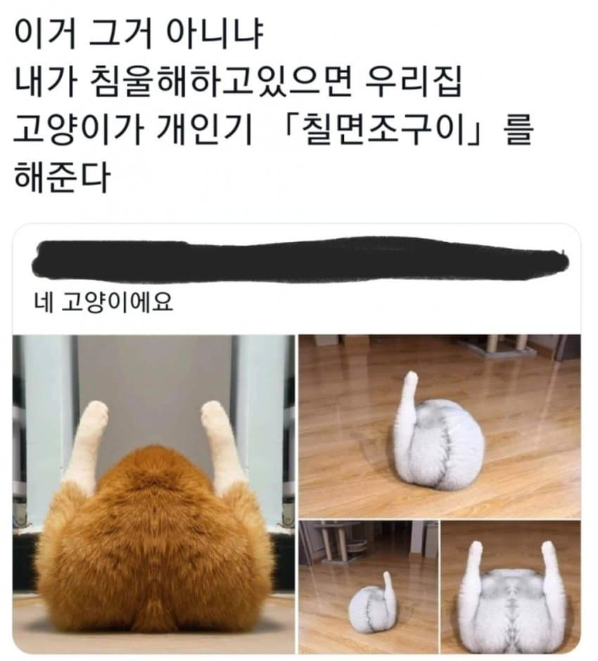 1708186505-3.jpg : 고양이특 1708186505-3.jpg : 고양이특