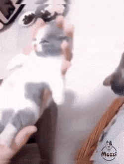 1681972297241.gif : 고양이 말랑말랑해?? 1681972297241.gif : 고양이 말랑말랑해??