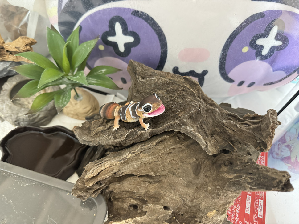 IMG_0604.jpeg : 납치해옴 IMG_0604.jpeg : 납치해옴
