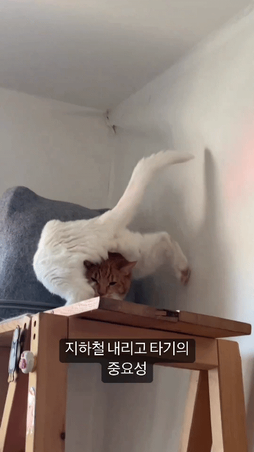 1676366429965.gif : 한국에서 의외로 잘 안 지키는 거 1676366429965.gif : 한국에서 의외로 잘 안 지키는 거