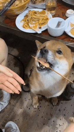 1673344262256.gif : 댕댕식 꼬치 먹는 법 1673344262256.gif : 댕댕식 꼬치 먹는 법