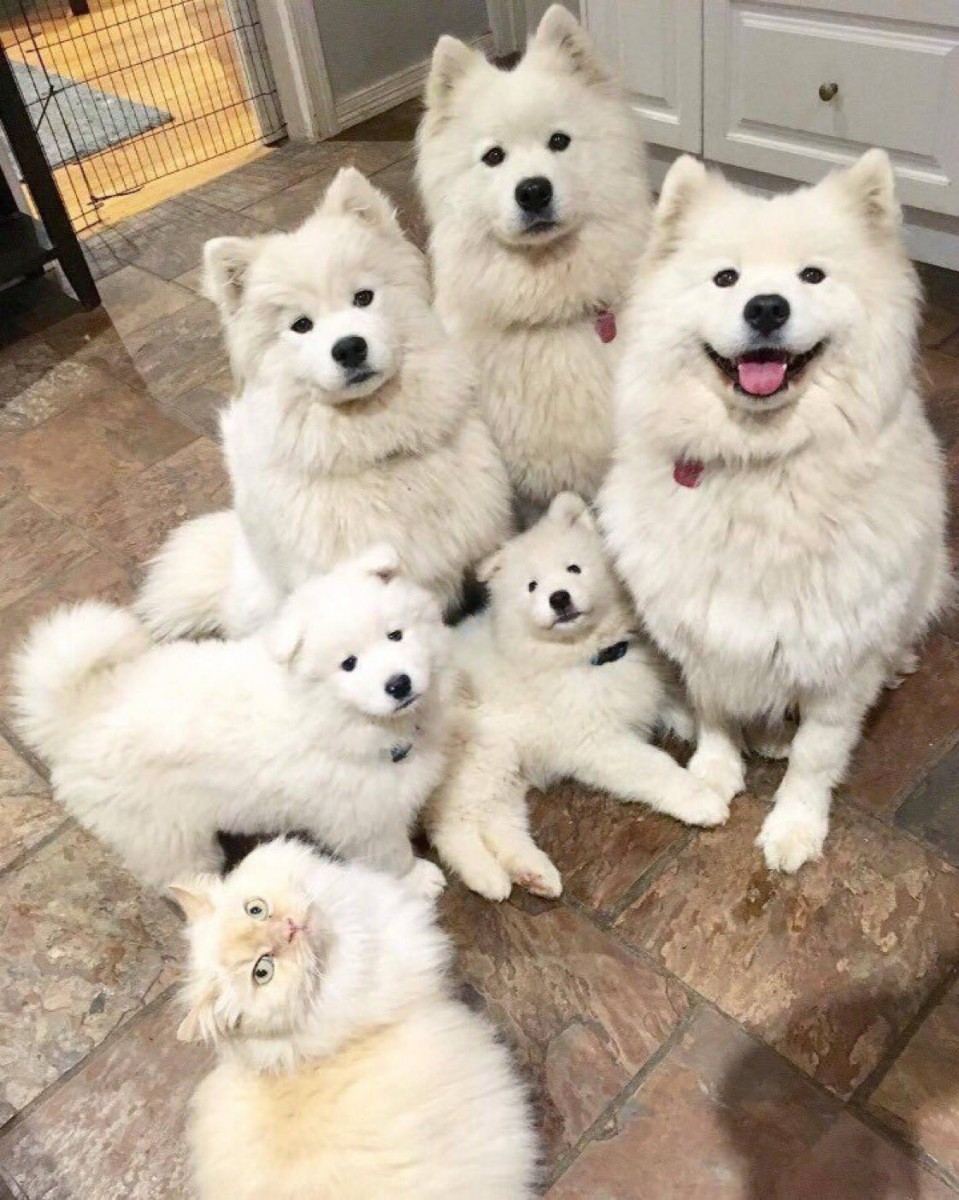 IMG_20181113_030301.jpg : 네흥댕댕이 IMG_20181113_030301.jpg : 네흥댕댕이