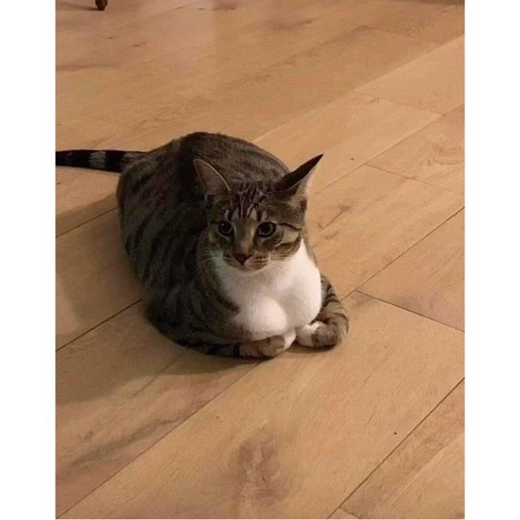 IMG_5464.jpeg : 네흥이 똥꼬따인 썰