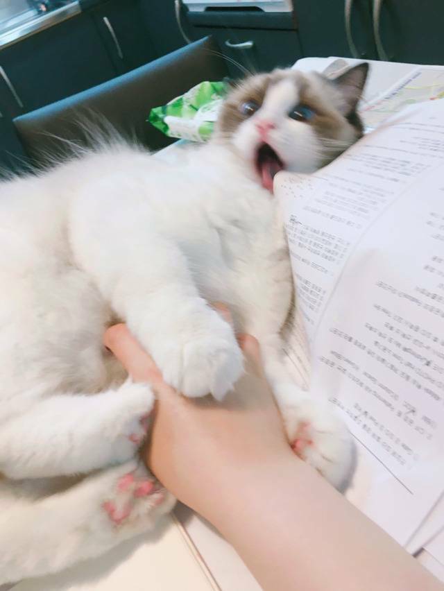 BE3421B1-967E-47AD-8998-F60893F1577C.jpeg : 귀여운 냥이 BE3421B1-967E-47AD-8998-F60893F1577C.jpeg : 귀여운 냥이